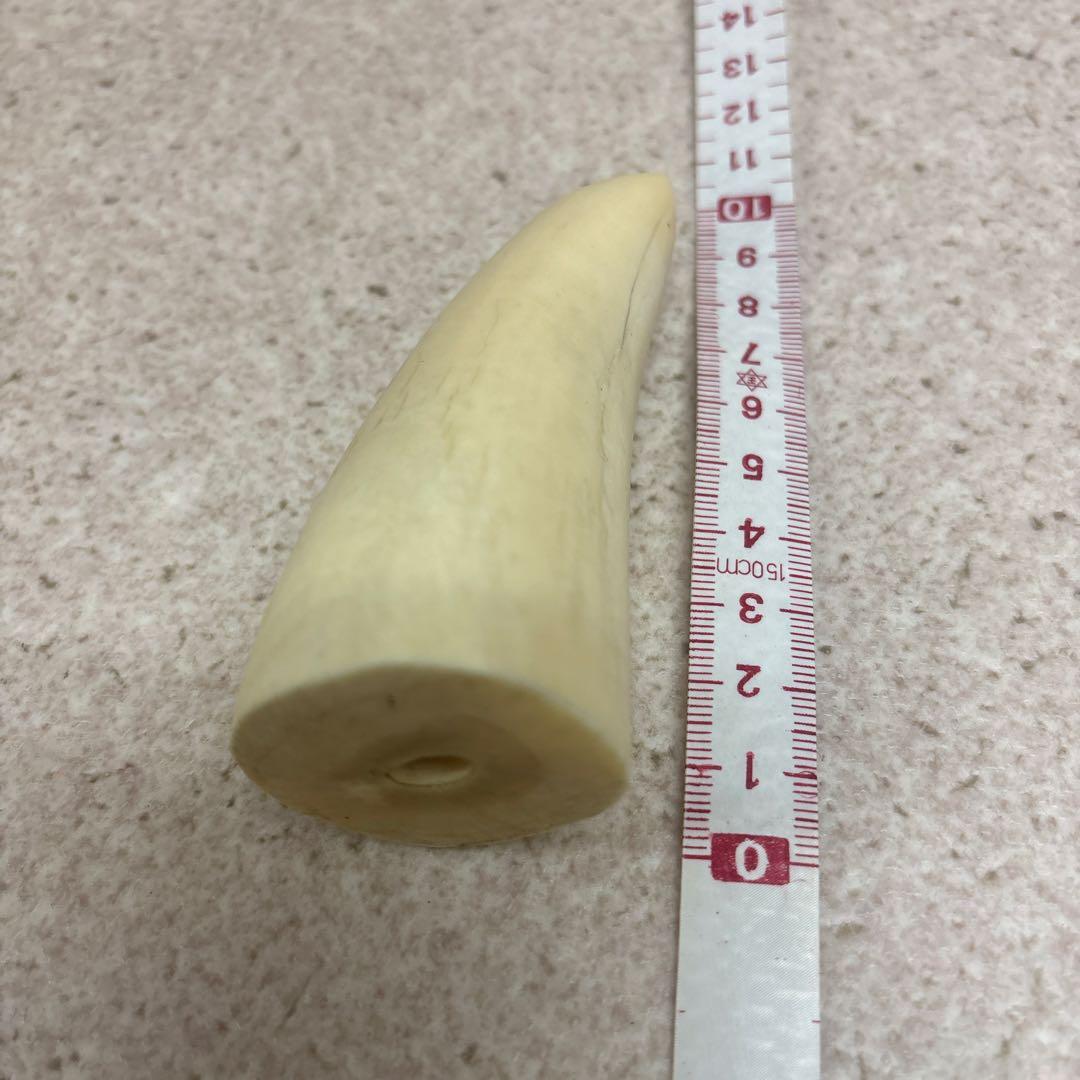 鯨歯 約9.5cm 約133g