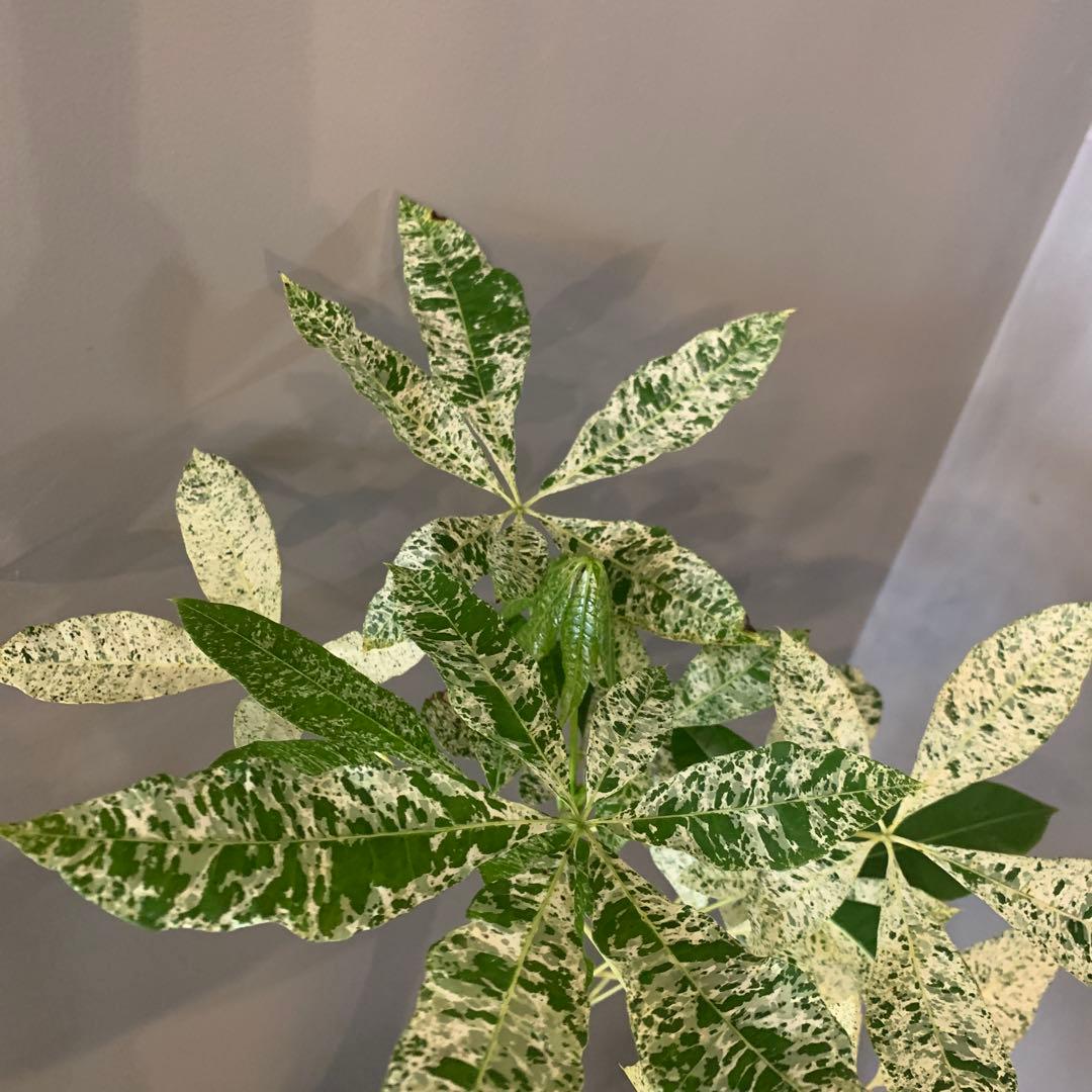 パキラ ミルキーウェイ 2