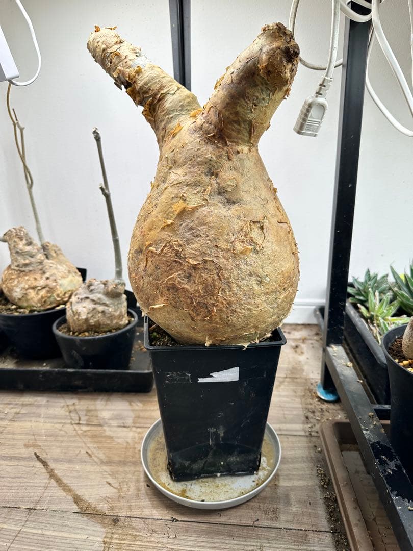 キフォステンマ マクロプス　2024年12月発根済　鉢ごと発送　莫大　３キロ超え