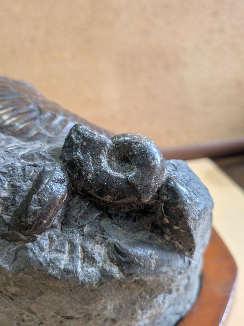 アンモナイト化石12㎝(292)