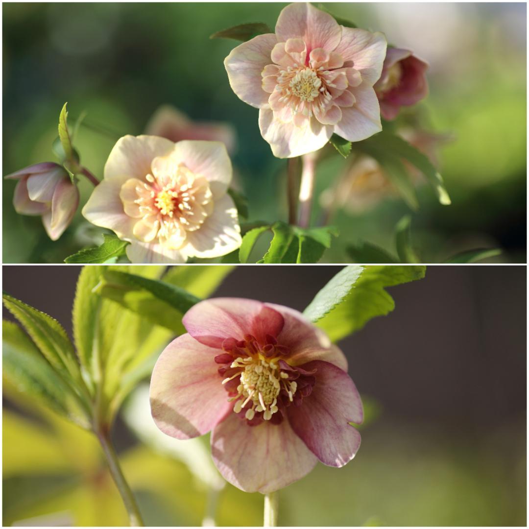 nico クリスマスローズ 小苗 SDノスタルジア×SDピンクノスタルジア