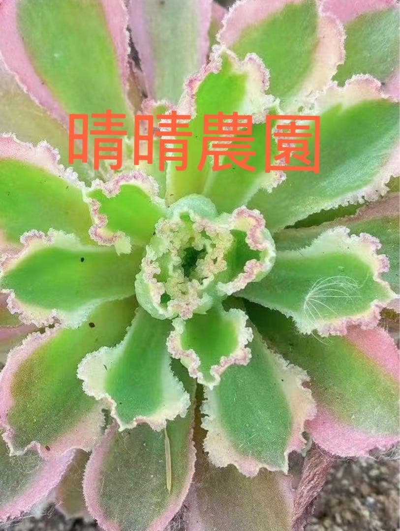 初販売 フリルの子 氷の珠玉の露 アエオニウム 多肉植物 カット苗