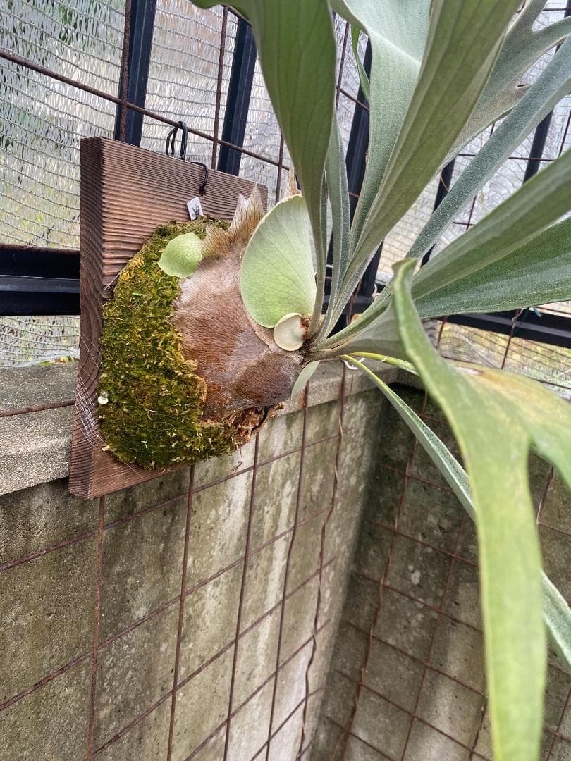 S*u様 キヨヒメ　大株　10/26