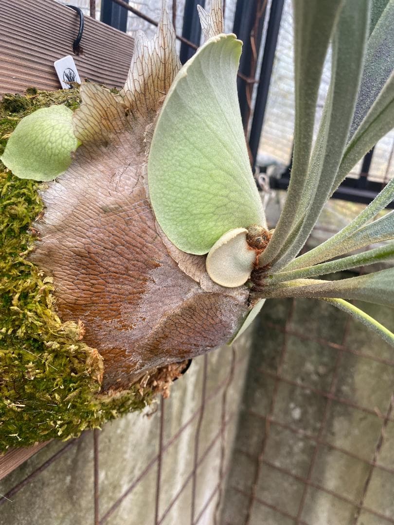 S*u様 キヨヒメ　大株　10/26