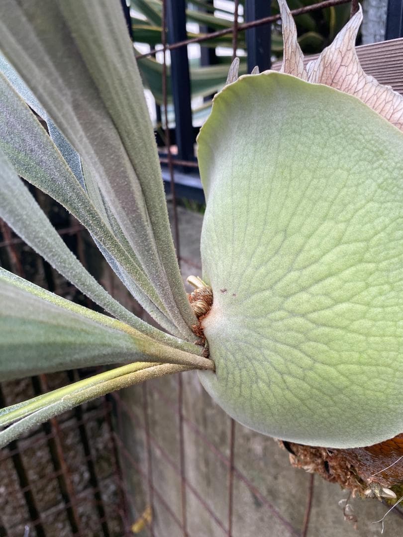 S*u様 キヨヒメ　大株　10/26