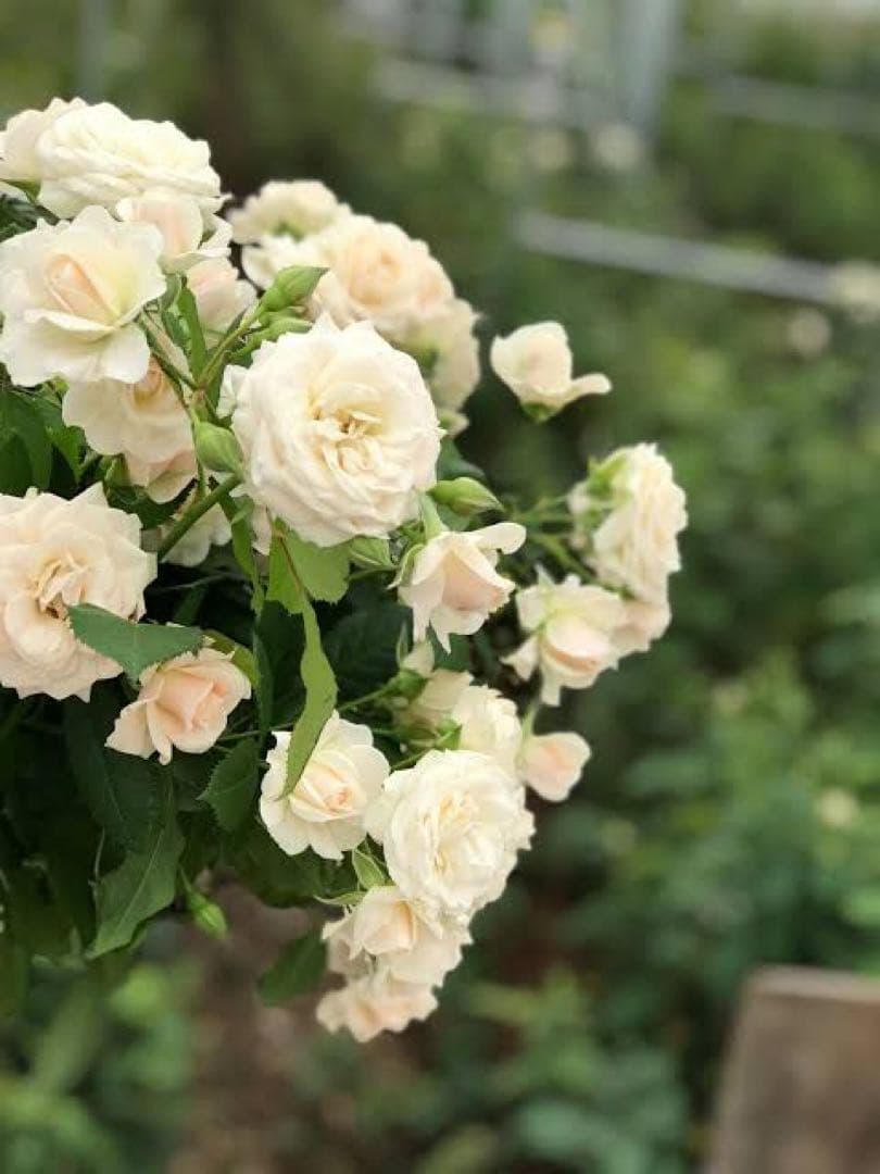 「Noël」 和バラ苗　切り花品種バラ苗　レアバラ