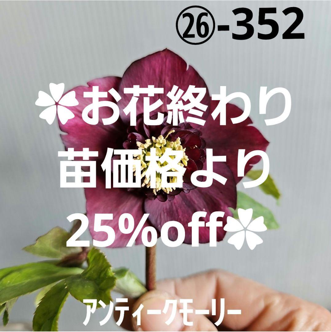 ✿㉖-352クリスマスローズ