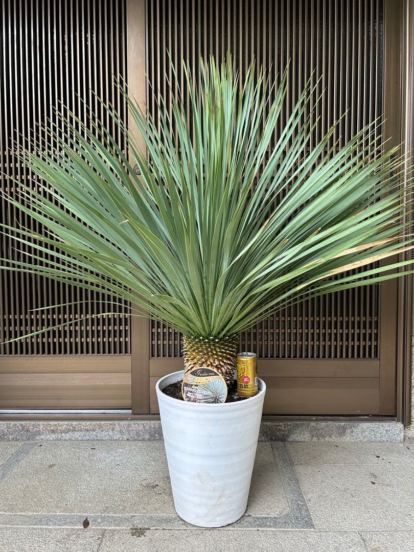 ユッカ　ロストラータ　サファイアスカイズ 幹立株　高さ約110センチ　樹形きれい