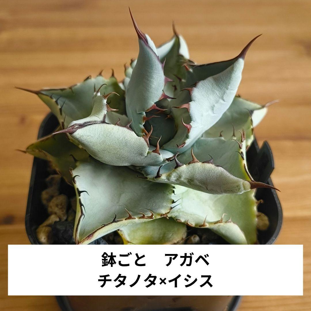め*る様 鉢ごと　アガベ　チタノタ×イシス　ハイブリッド