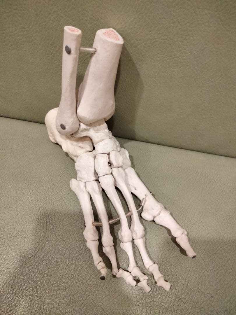 ３Ｂサイエンティフィック　足の骨モデル　脛骨・腓骨付、エラスティックコードつなぎ