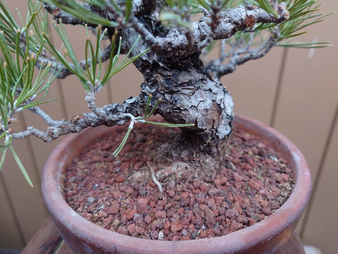 盆栽　黒松　樹高15cm