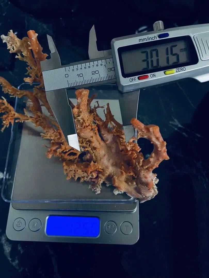 本珊瑚　桃珊瑚　置物珊瑚原木　宝石珊瑚　サンゴ　コーラル　ルース　重さ96g