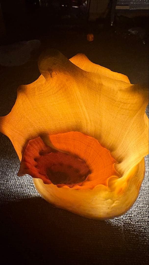 トウカムリ貝（唐冠貝）天然貝殻　迫力サイズ　インテリア・標本・コレクション