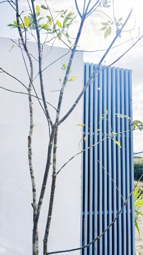 美斑紋。山採りアオダモ3.1M(鉢底から)品番A