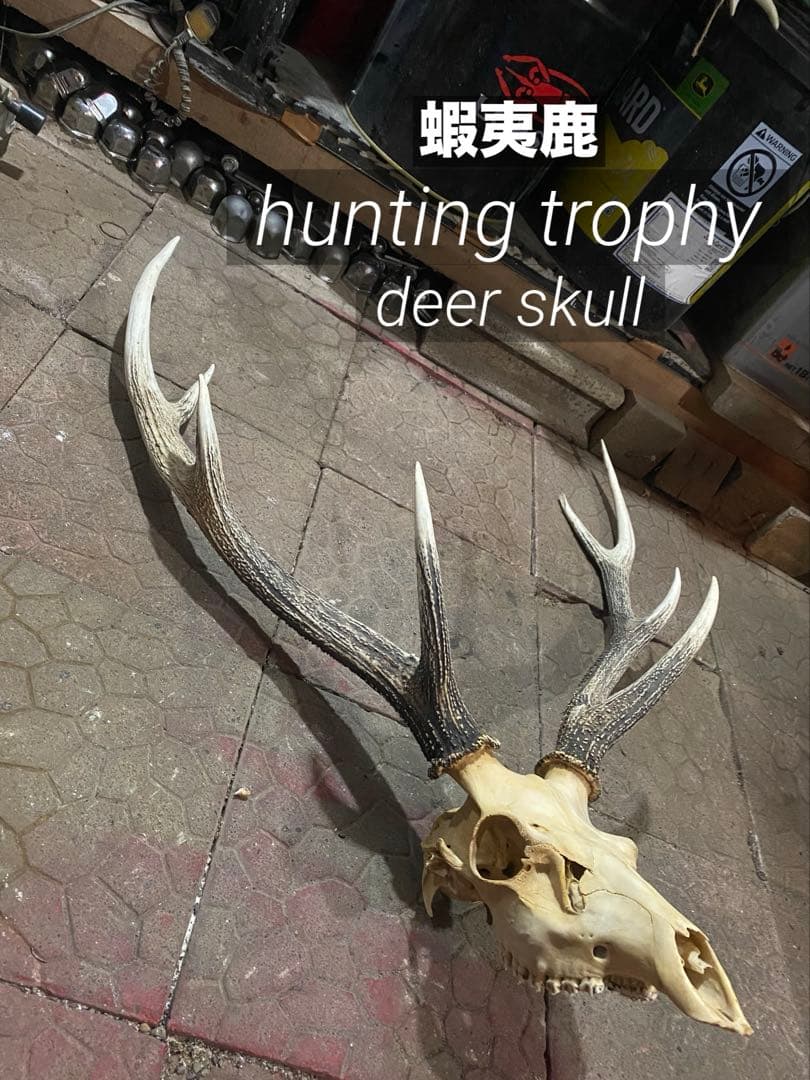 し*け様 蝦夷鹿hunting trophy（deer skull）