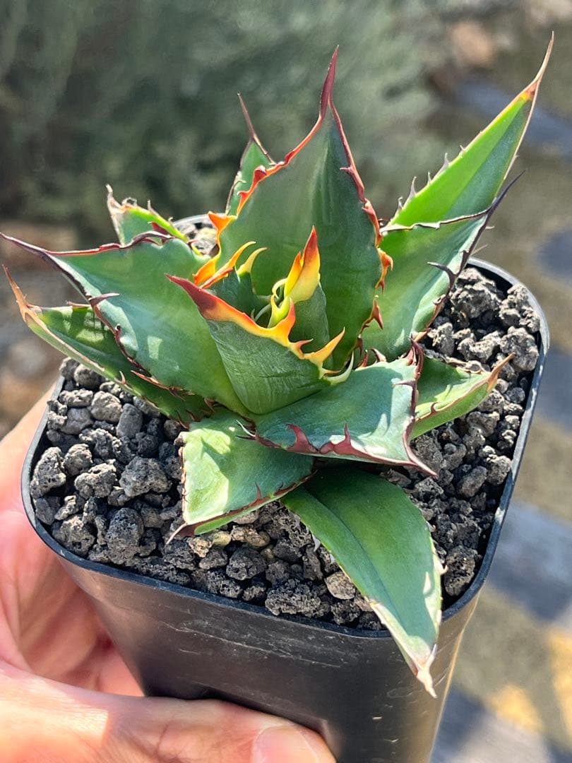 アガベ ハイブリッド ホリダ×黒火焔 （チタノタ　ブラックファイヤー） 子株