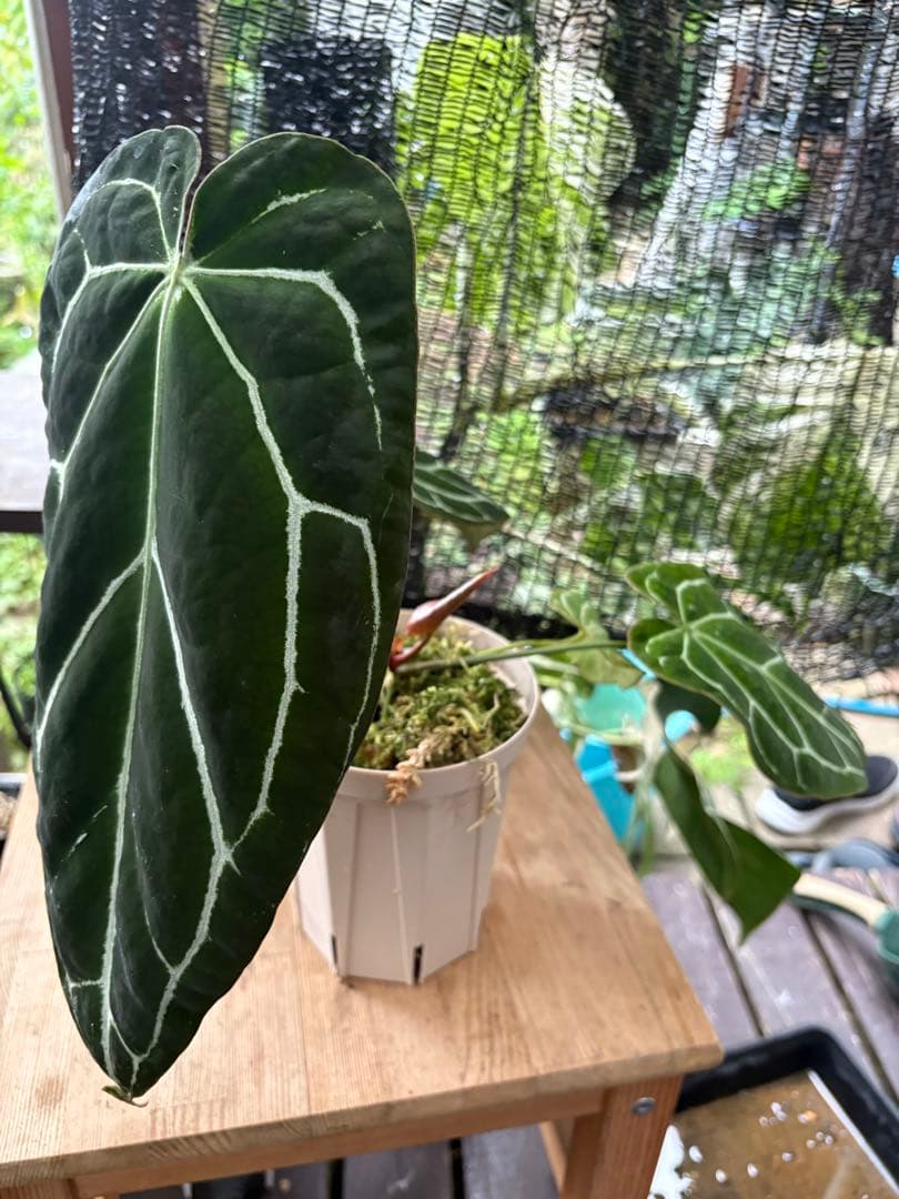 アンスリウム　原種　クリスタリナム　サウスアメリカ　レア　要・確認