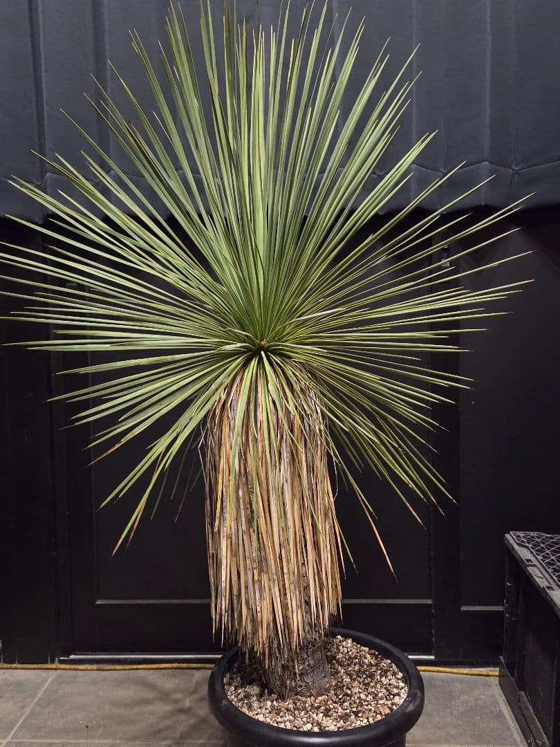 ユッカ リネアリフォリア (な)