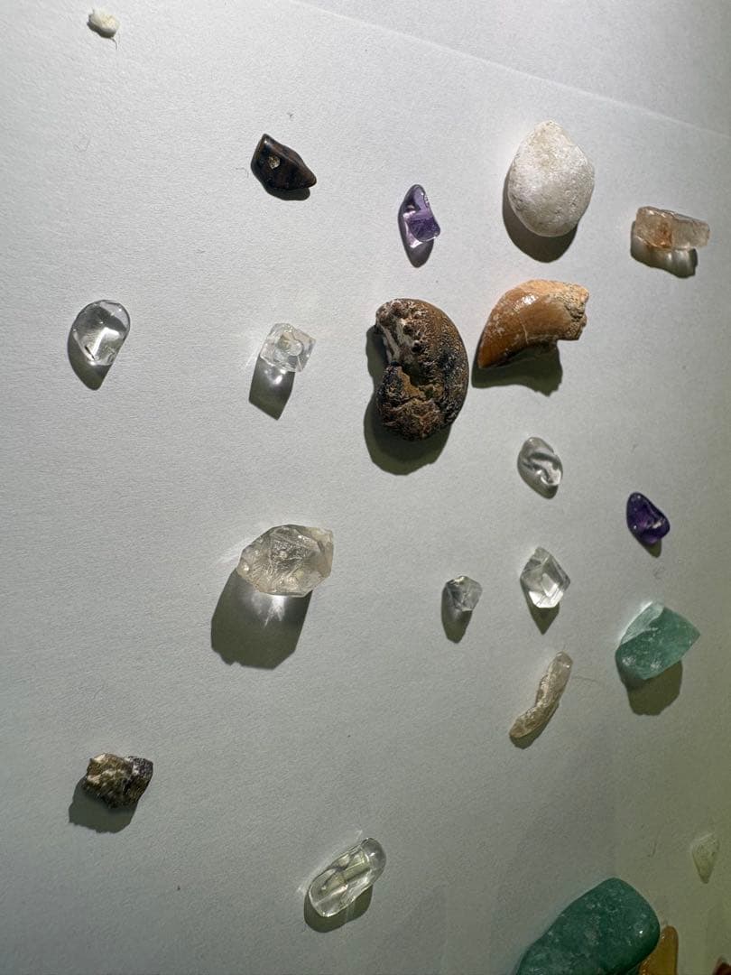 化石詰め合わせセット