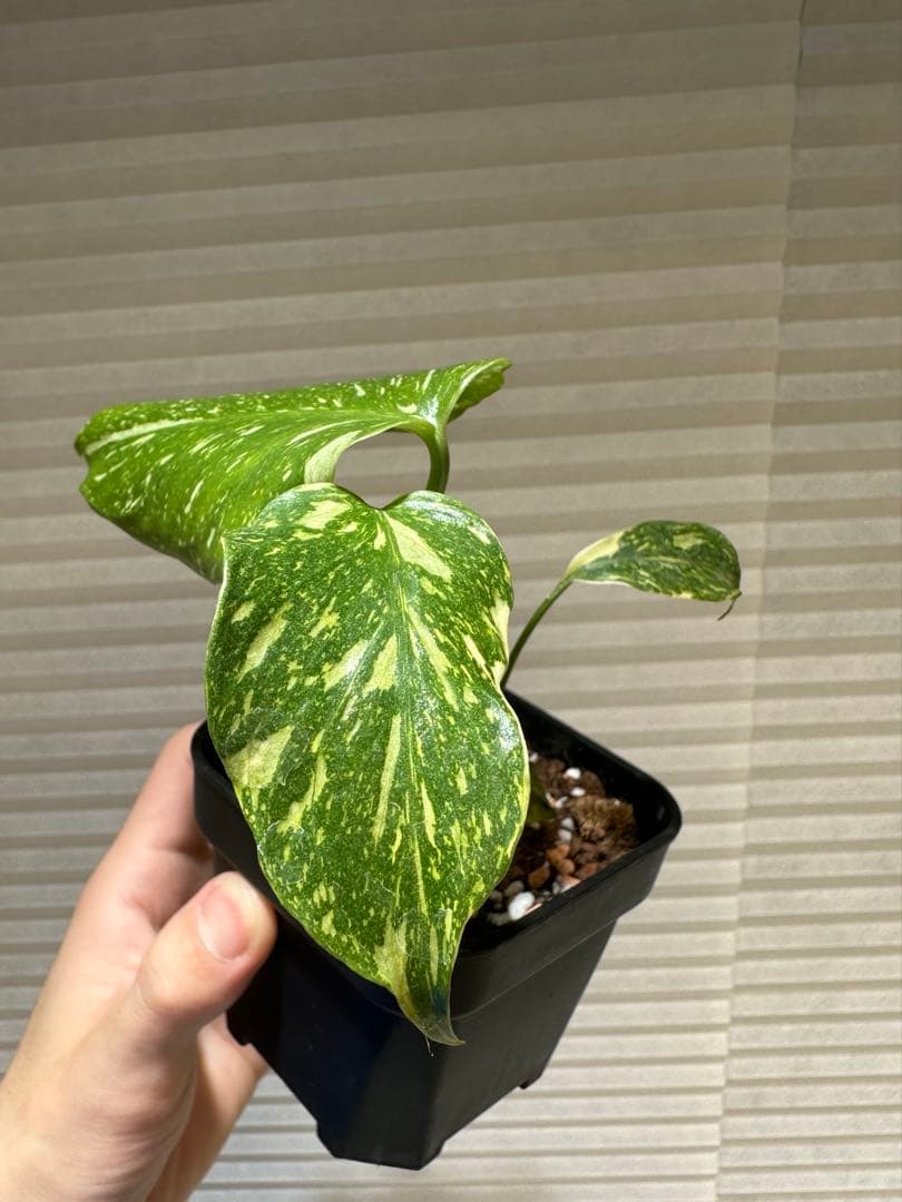 モンステラ・エレクトロライト Monstera Electro Light