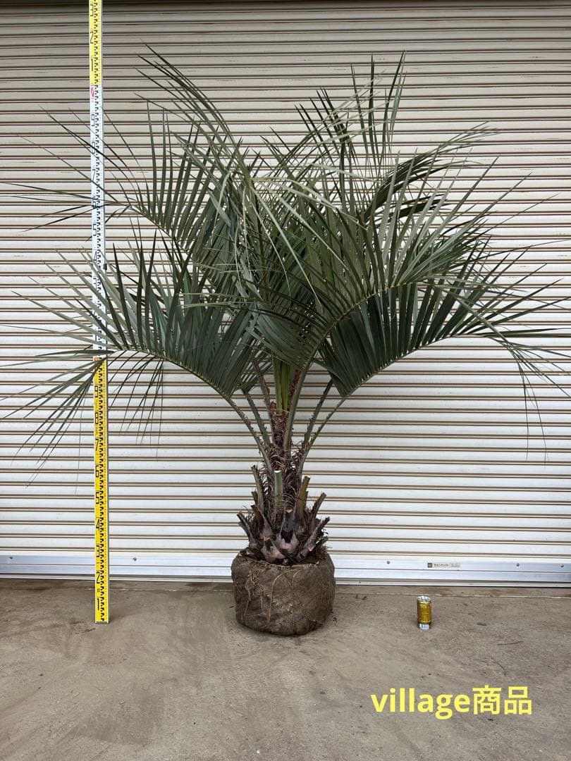 送料込み　ココスヤシ シルバーリーフ　幹極太　形状良 庭木　現品