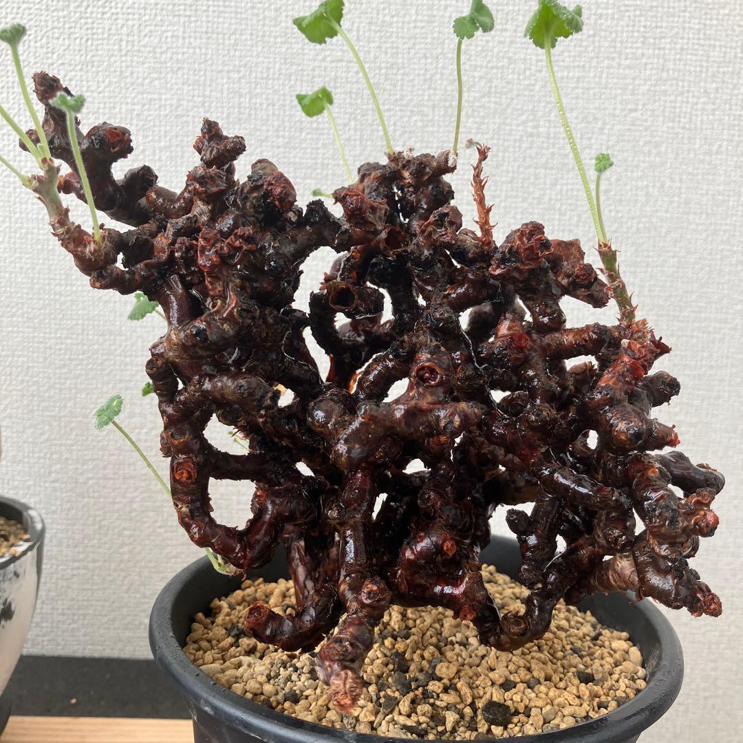 ペラルゴニウム ミラビレ 発根2年目