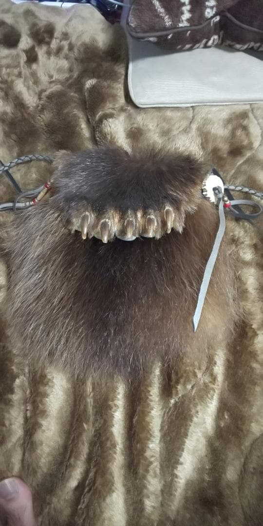 インディアンジュエリーベアクローバック