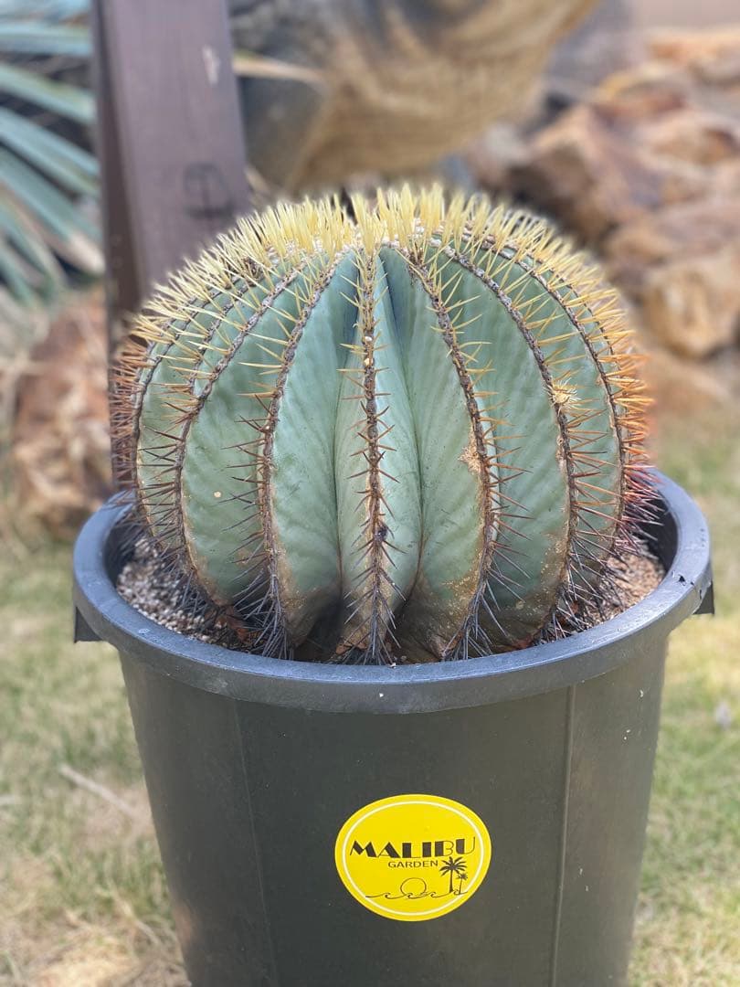 王冠竜　サボテン