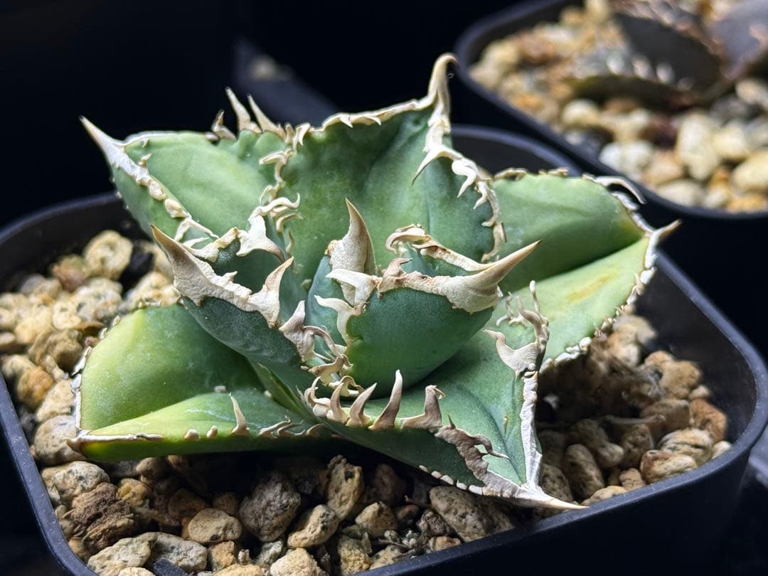 アガベ チタノタ　ivory W.A. 子株付き