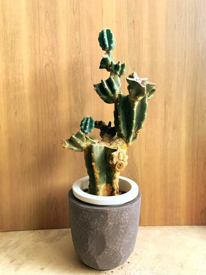 キメンカク・ブランチ　WILD style