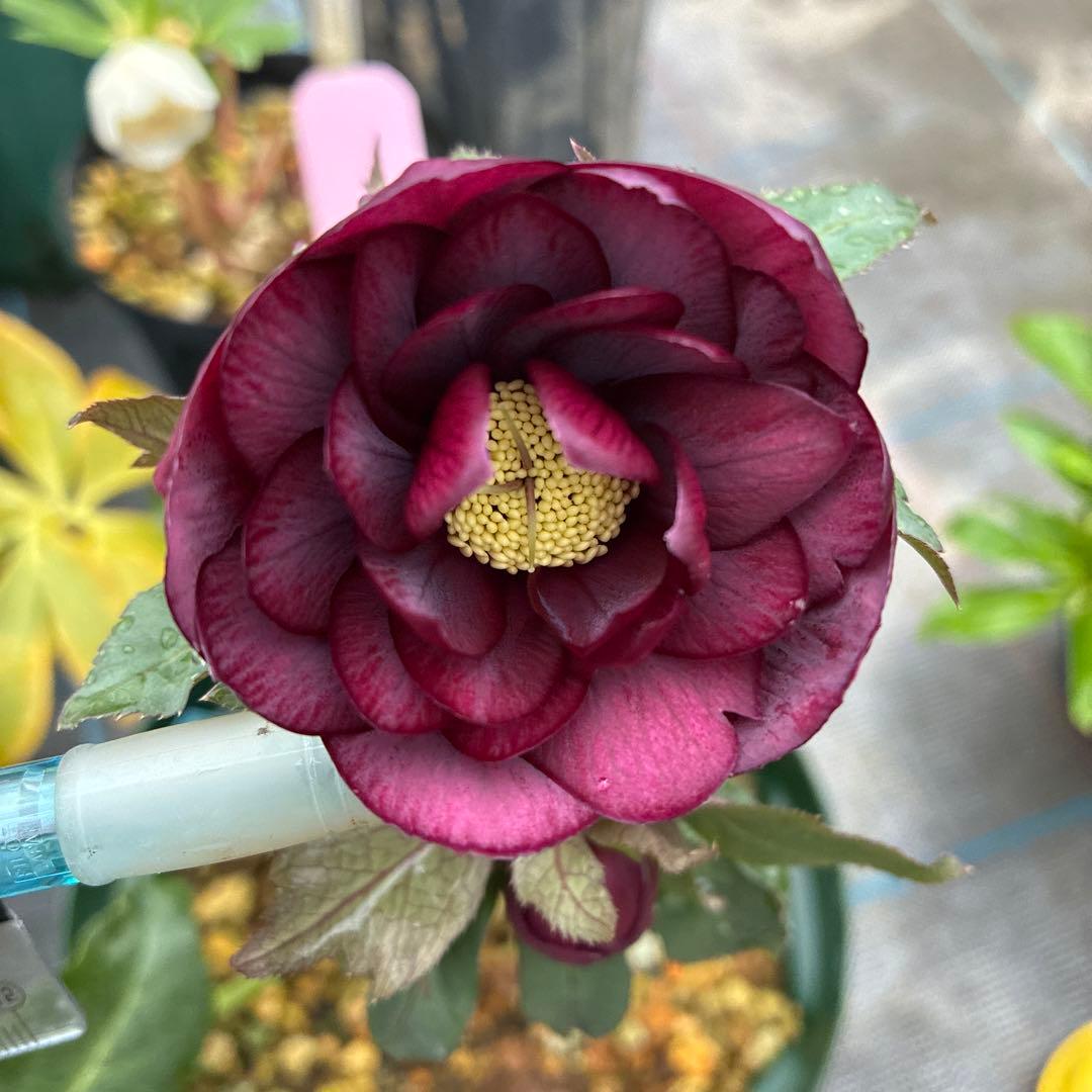 クリスマスローズ　高発色レッド　6寸