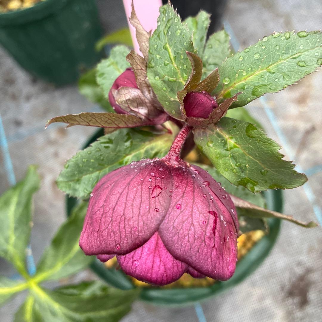 クリスマスローズ　高発色レッド　6寸