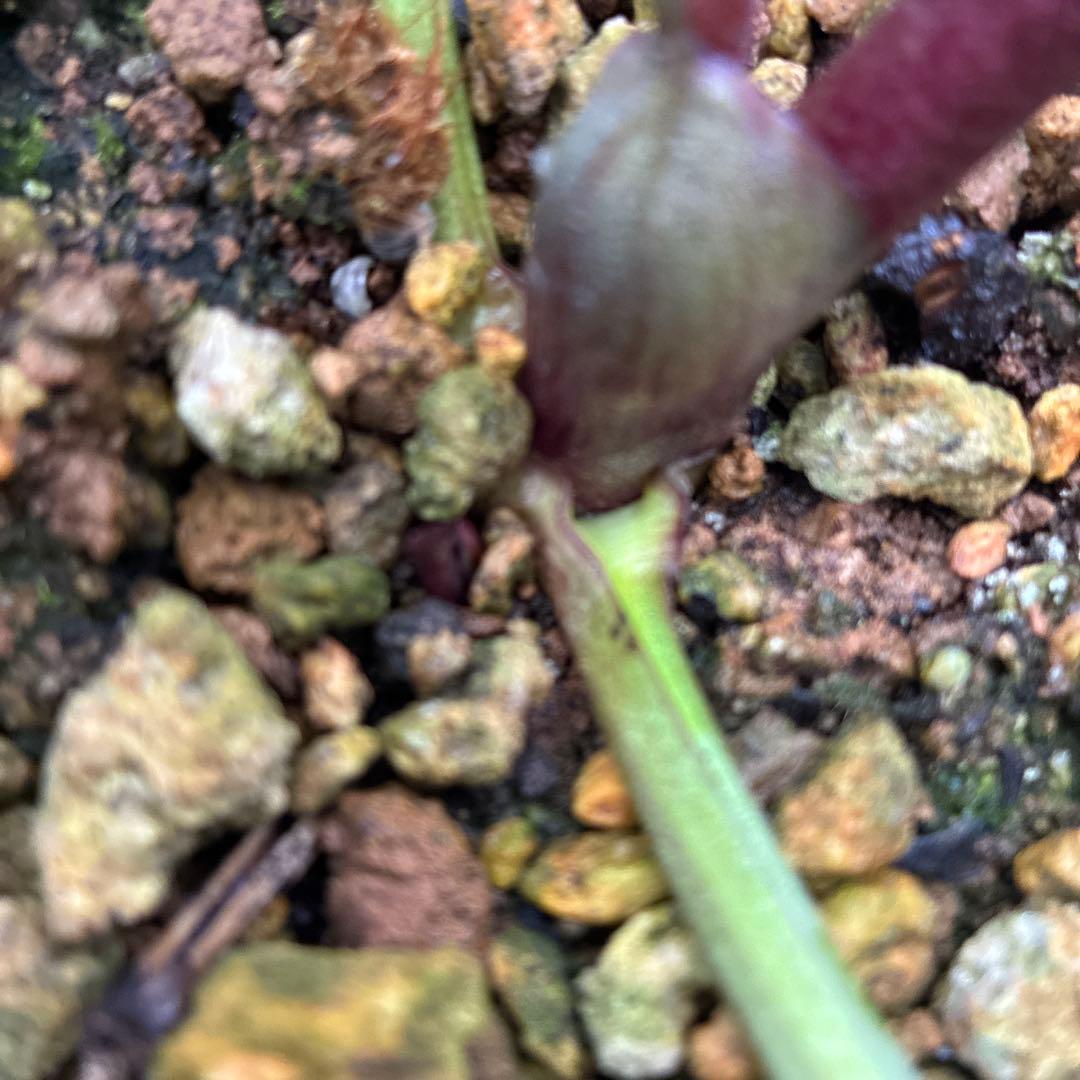 クリスマスローズ　高発色レッド　6寸