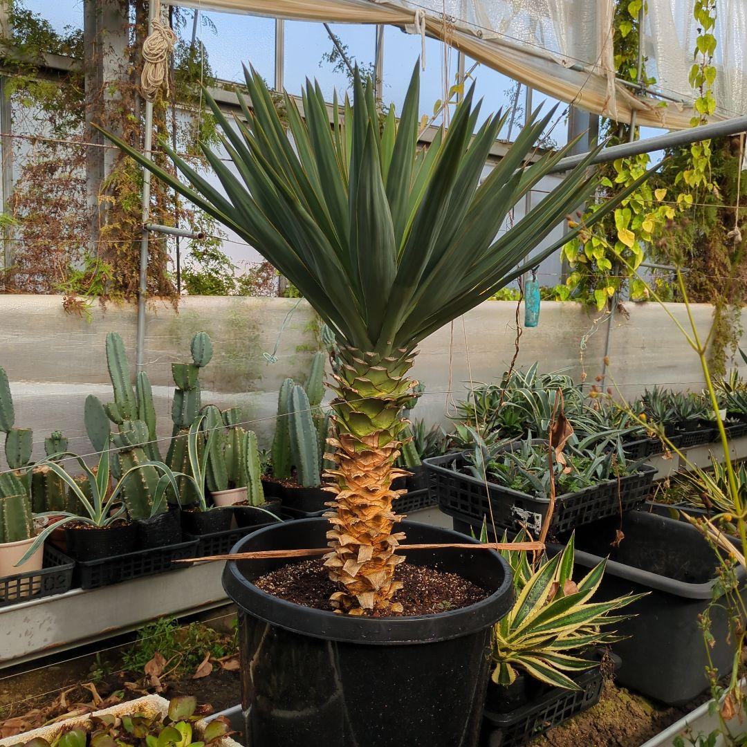 ユッカ グロリオサ 幹立ち アツバキミガヨラン 大株　ドライガーデン アガベ