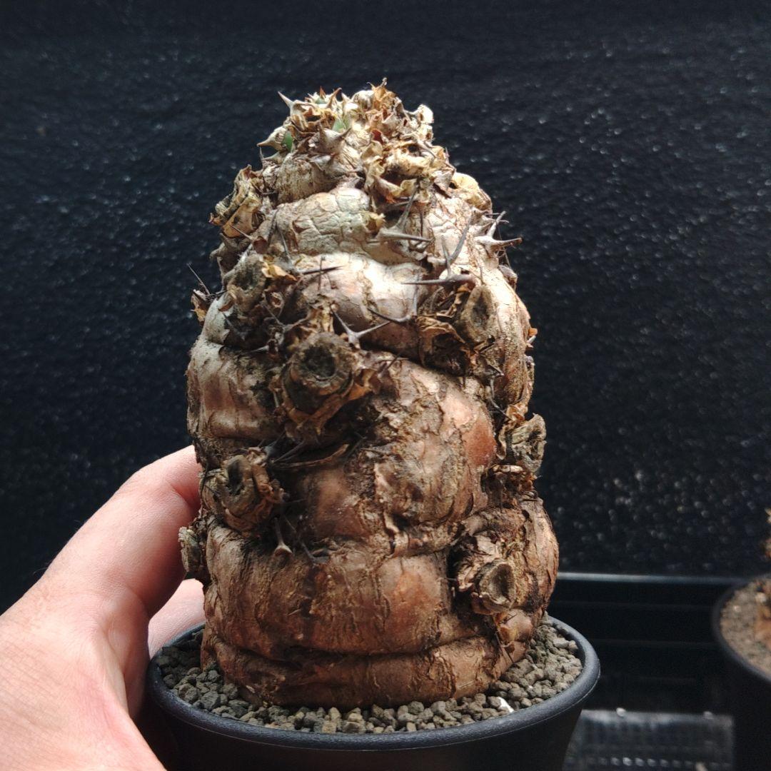 ち*♥様 ユーフォルビア　ムランジーナ　2