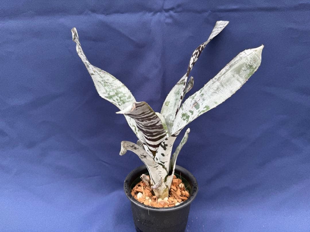 タンクブロメリア エクメア チャンティニー ブラックアイス