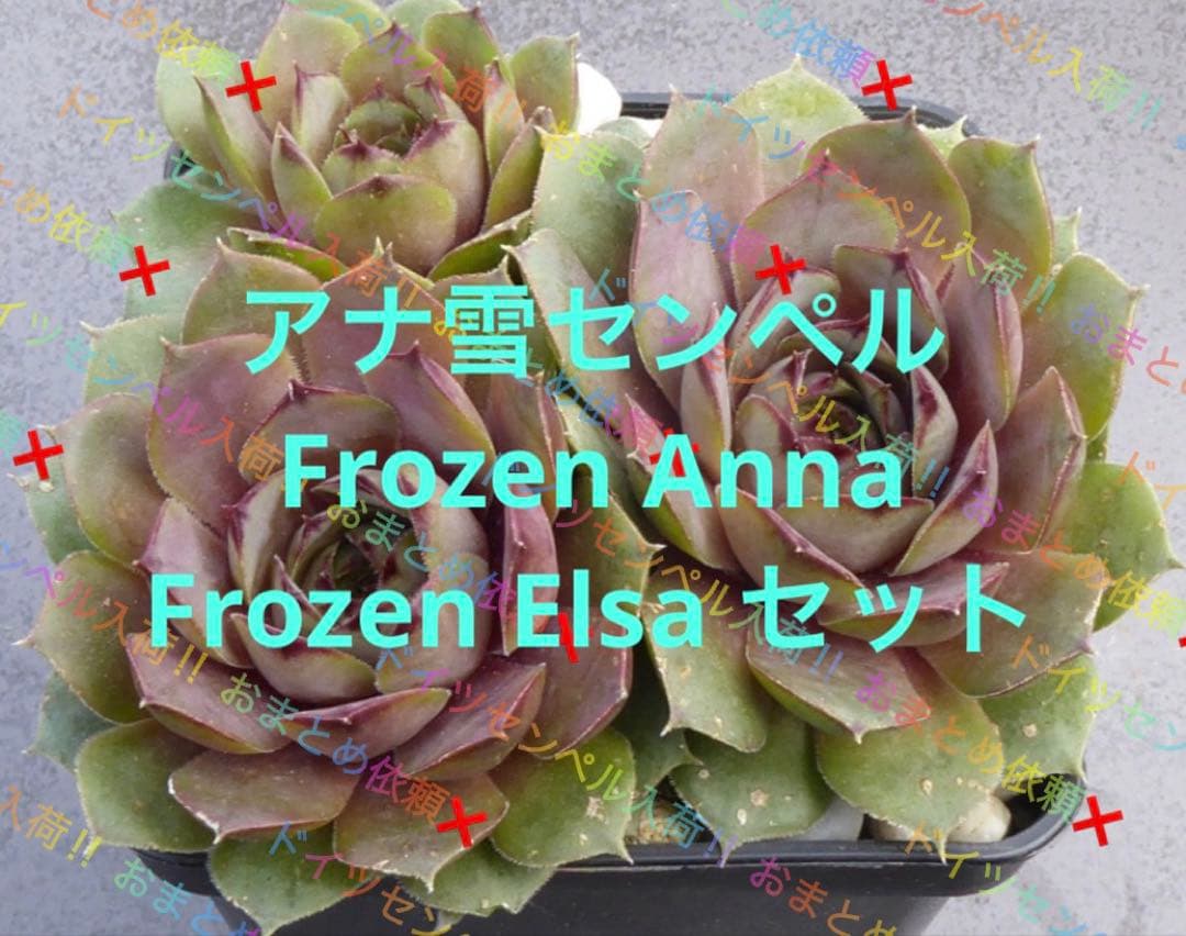 センペルビウム 輸入 アナ雪センペル Frozen Anna ・Elsa セット