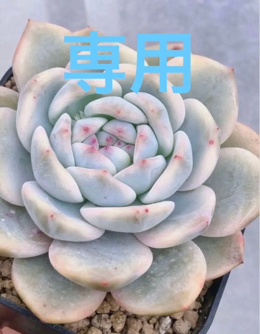 多肉植物　10cm超　❁︎モンロー錦　未発根