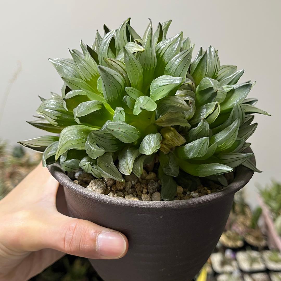 ハオルチア　アトロフスカ ミュータント　抜き苗