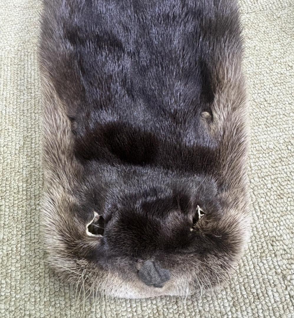 高品質！ カナダカワウソの毛皮（大）1点もの（※登録票は不要）