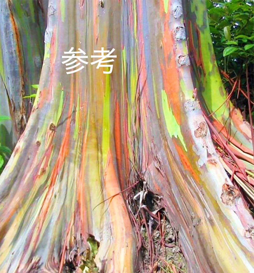 珍種☆レインボーユーカリ2.2M(鉢底から)