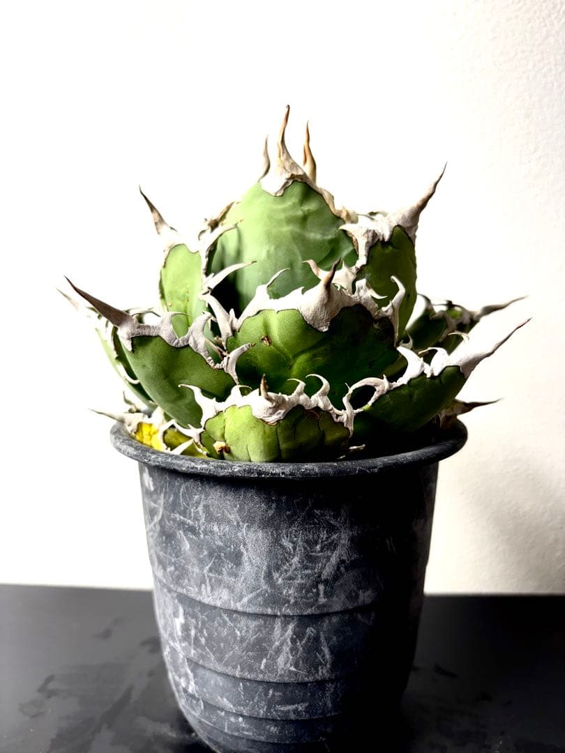 【大株】アガベ　チタノタ　シーザー　コレクション　美株　No.44