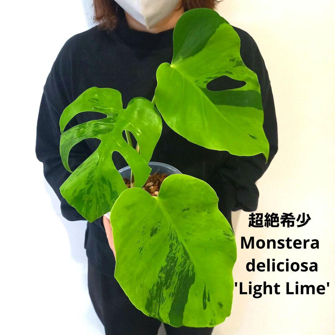 超絶希少 モンステラ デリシオーサ ライトライム（Light Lime）