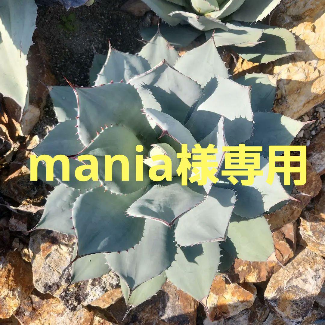 パリートランカータ　大株