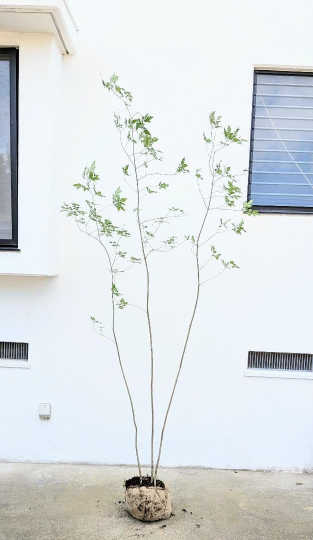 優秀。山採りアオダモ。