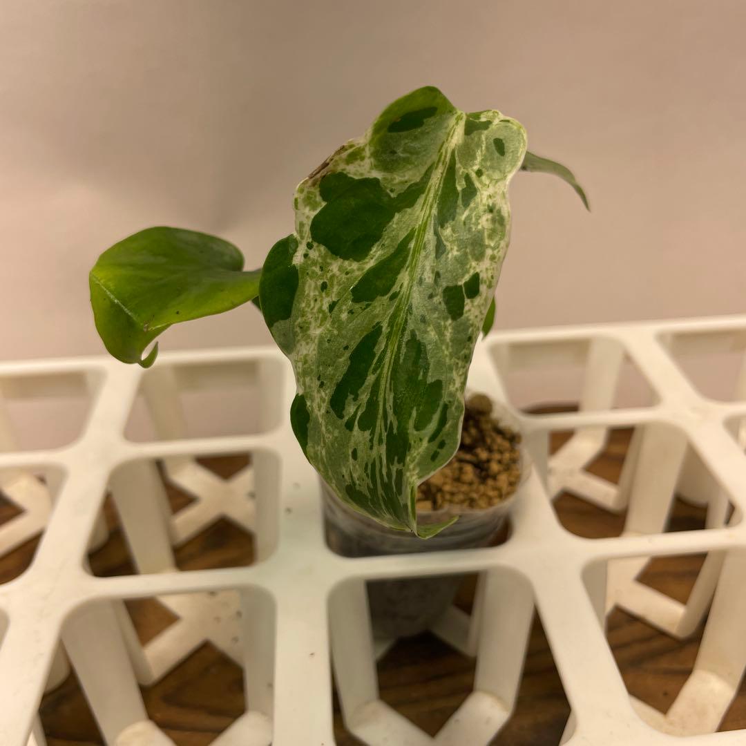 Z*e様 ms26品種保証！斑入り保証！ モンステラ バルバソー フシギダネ