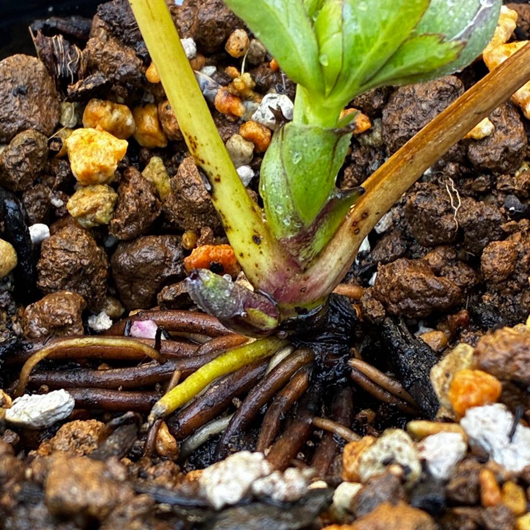 ば*な様 3514☘️蕾花タグ付☘️超小〜小輪⭐️放射状ストライプ柄⭐️超コンパ